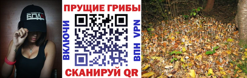 где купить наркотик  Гаврилов Посад  Псилоцибиновые грибы мицелий 
